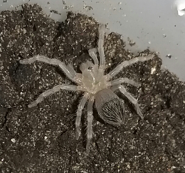 fresh molt