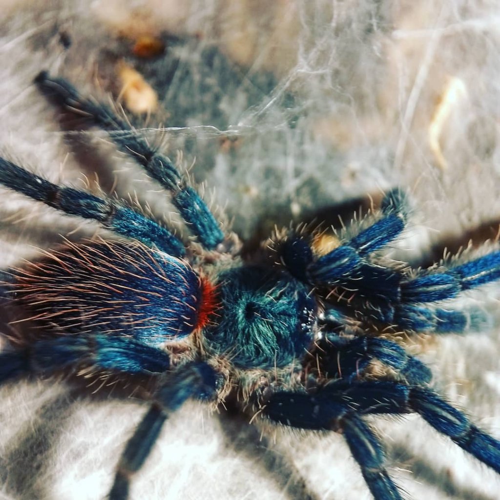 Fresh molt.