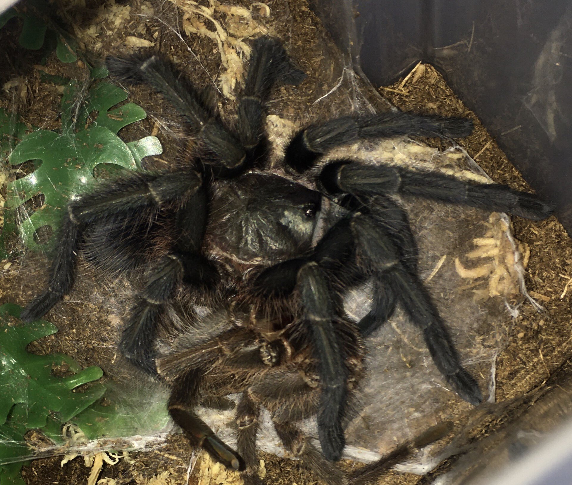 Fresh molt