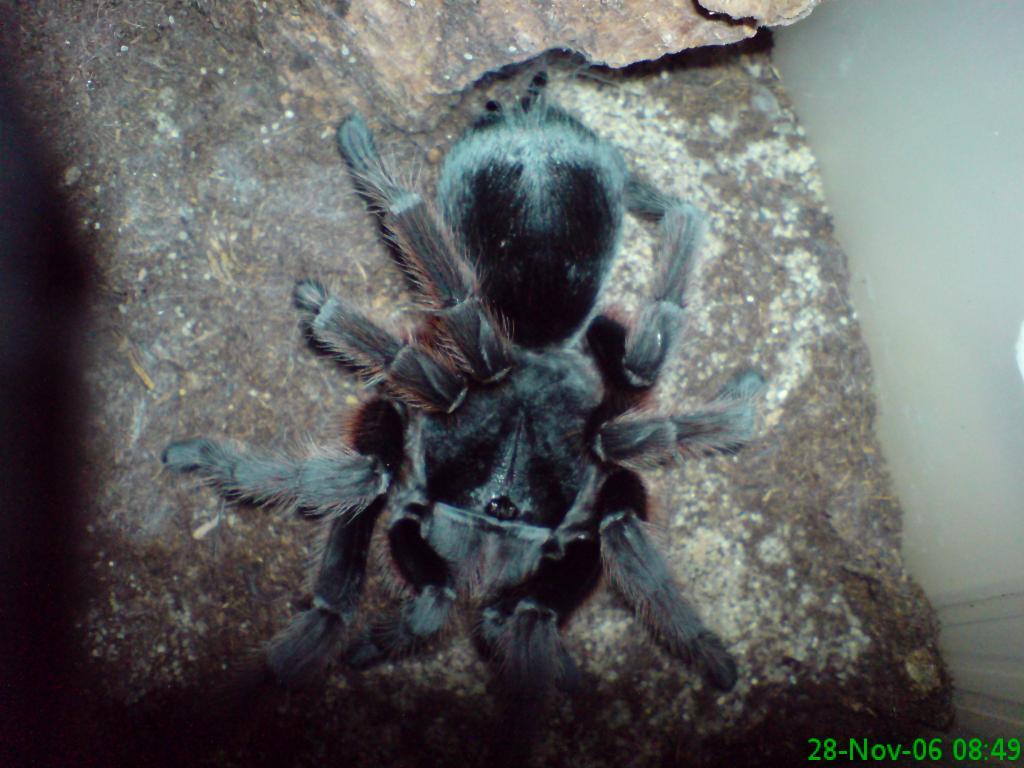 fresh moulted G. alticeps female