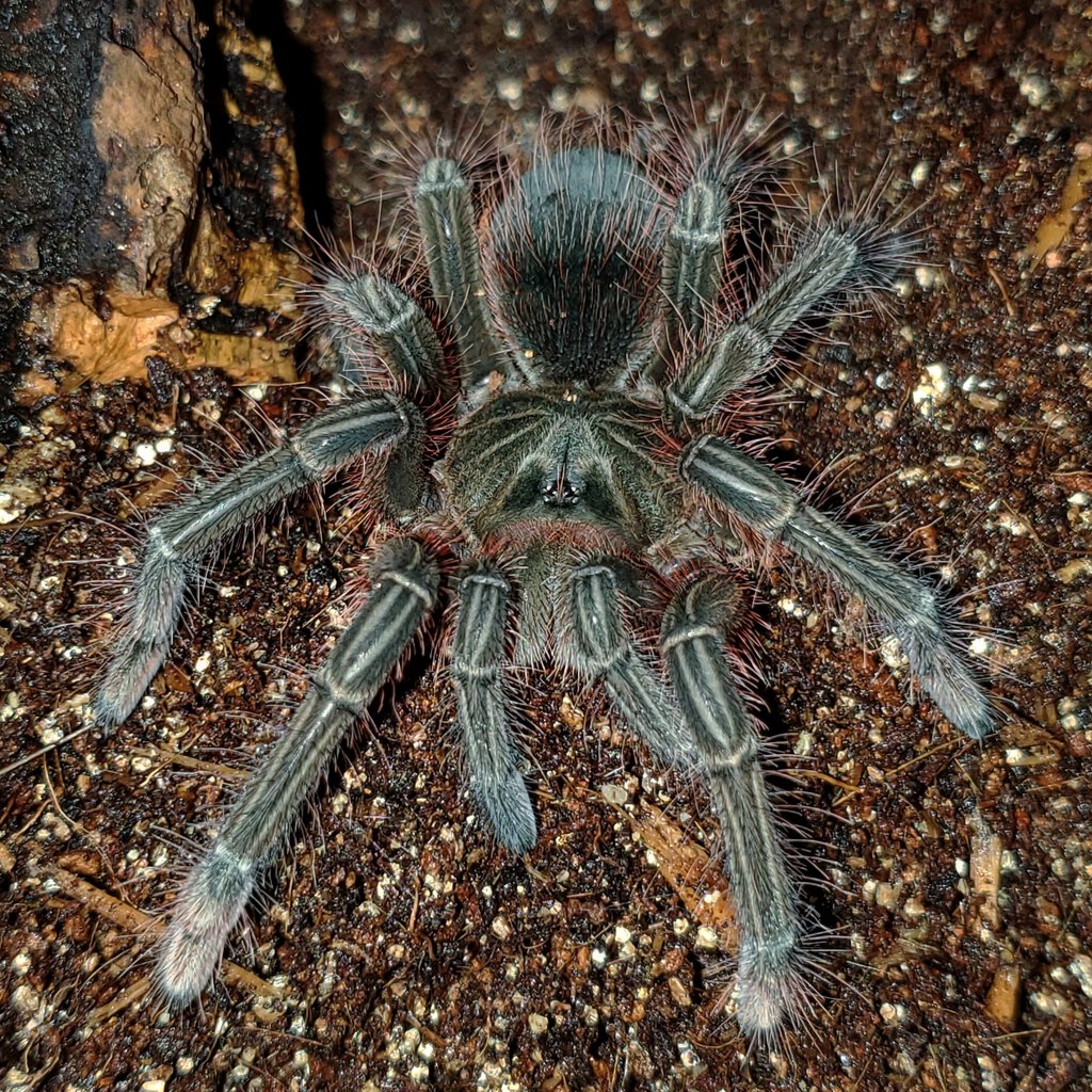 Fresh T. stirmi