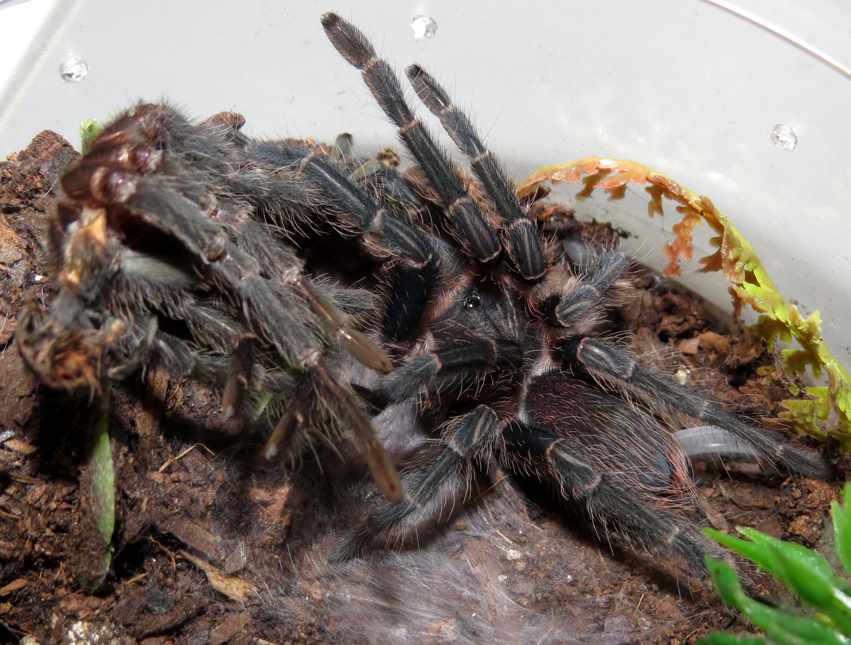 Freshly Molted ♀ Phormictopus sp. "south Hispaniola" (2.5"+)