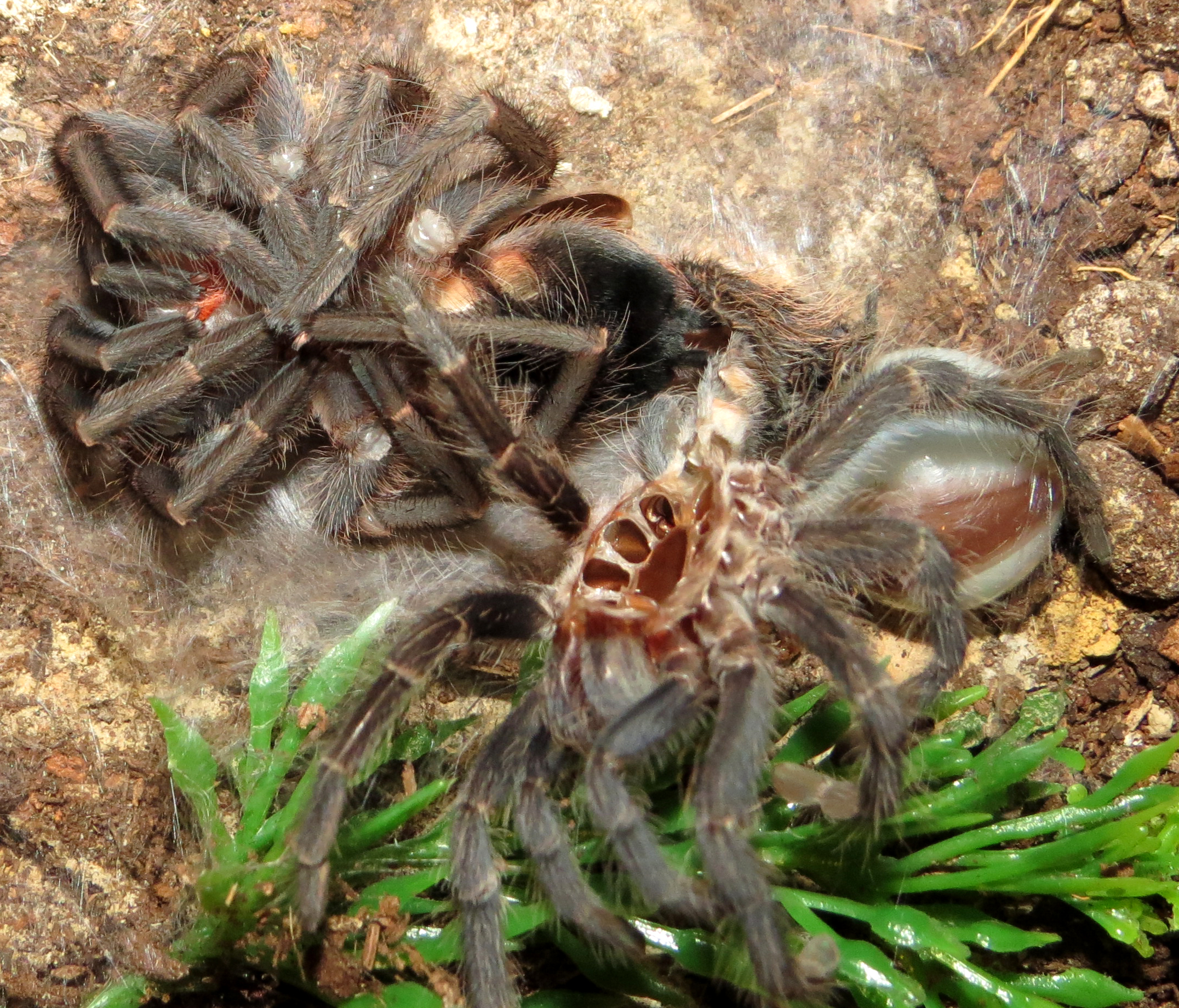 Freshly Molted ♀ Phormictopus sp. "south Hispaniola"