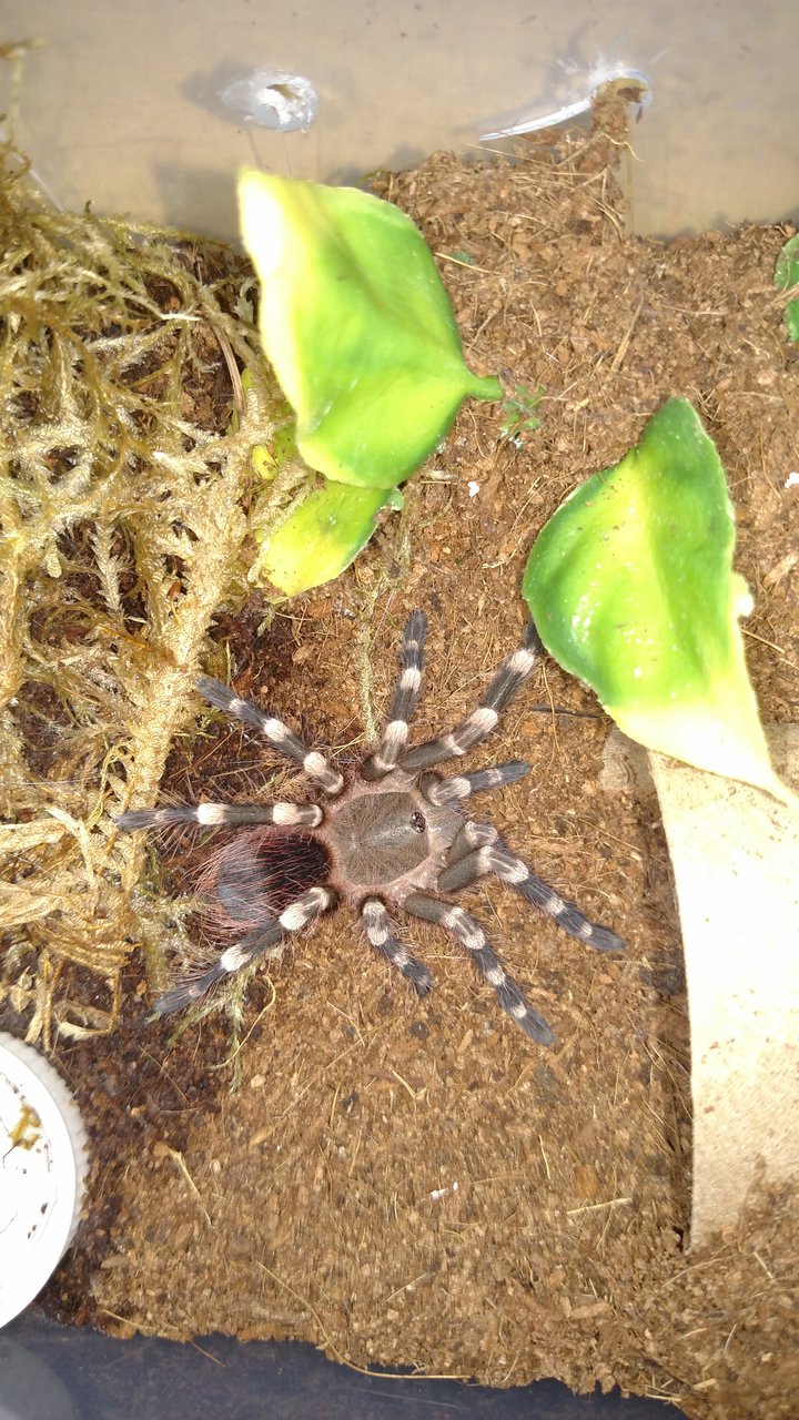 Freshly molted 2" A. Brocklehursti