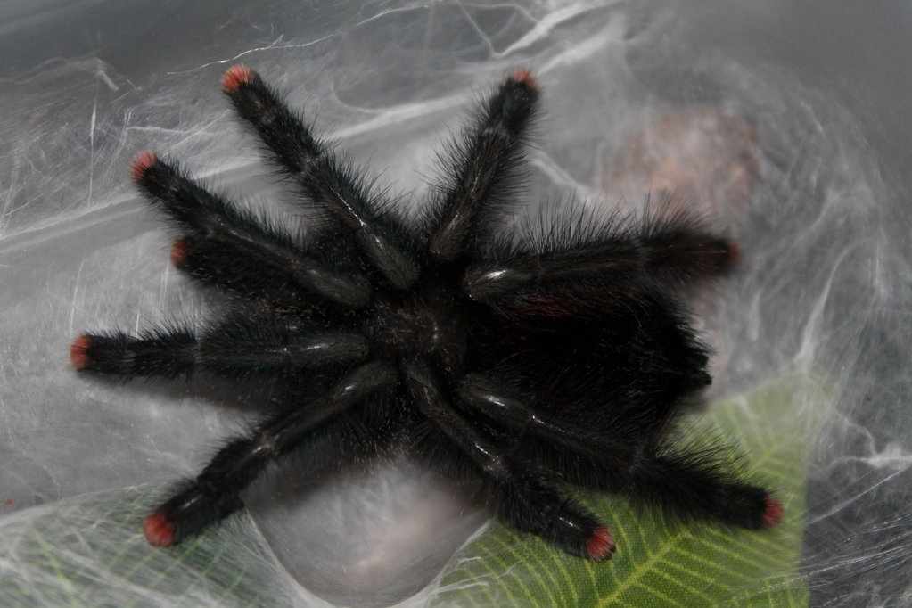 Freshly Molted A. Avic