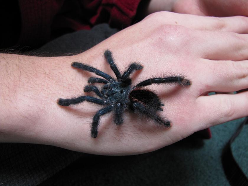 freshly molted A.avicularia