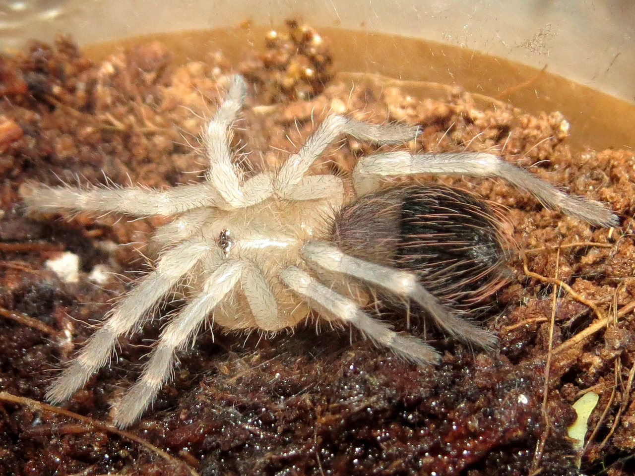 Freshly Molted Acanthoscurria geniculata Sling (♂ 0.75")