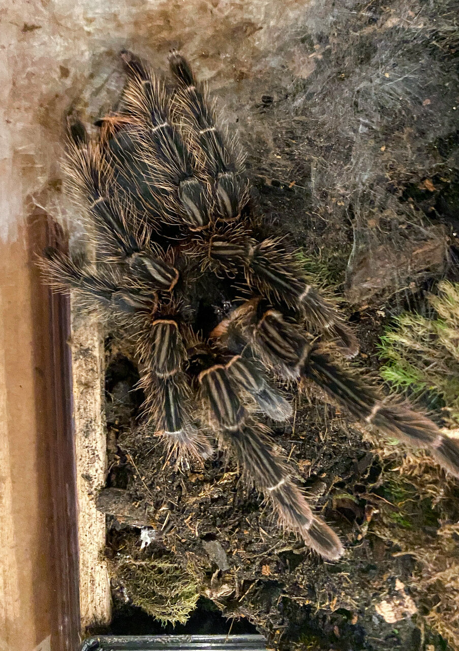 Freshly molted Acanthoscurria paulensis