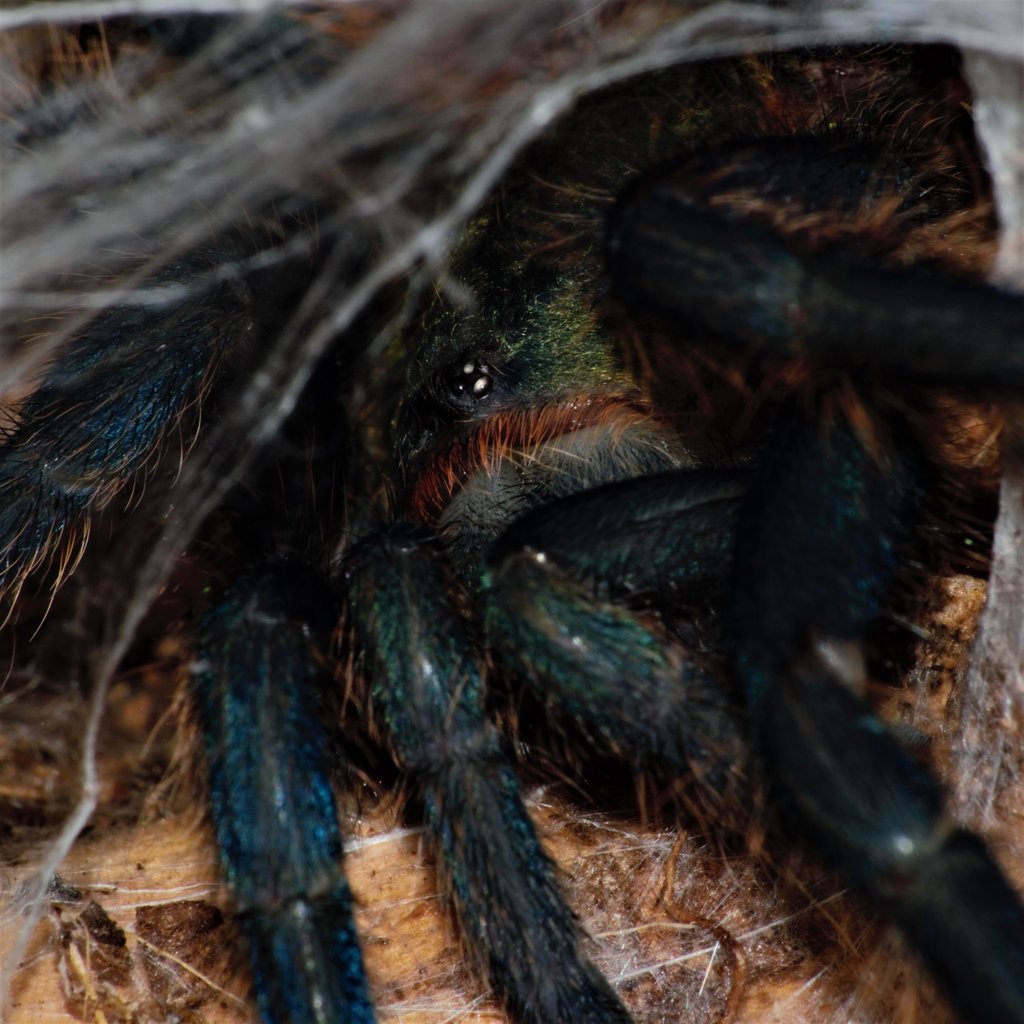 Freshly molted and checking out the world