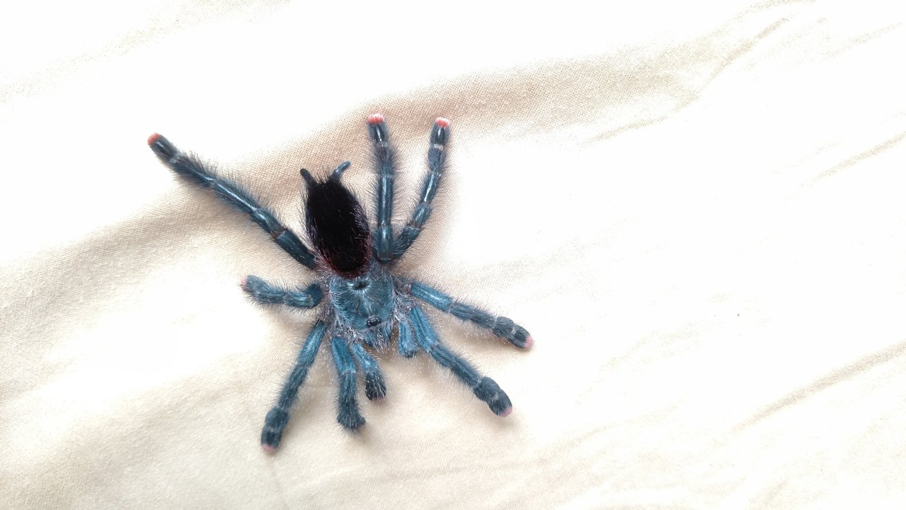 Freshly molted avic avic