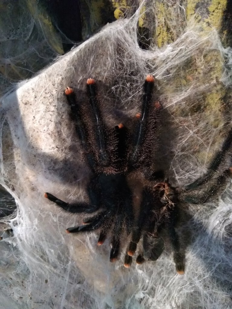 Freshly Molted Avicularia avicularia