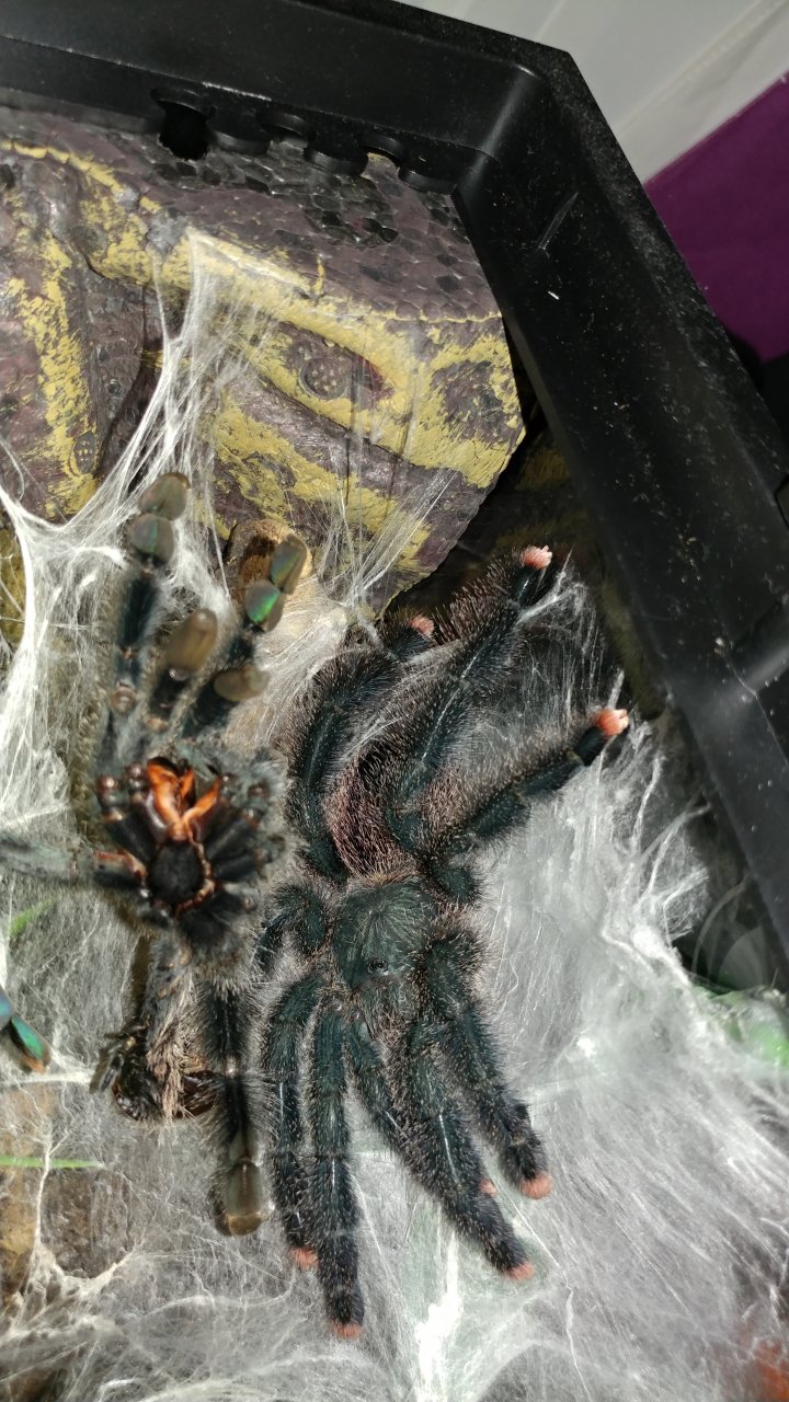 Freshly molted Avicularia metallica