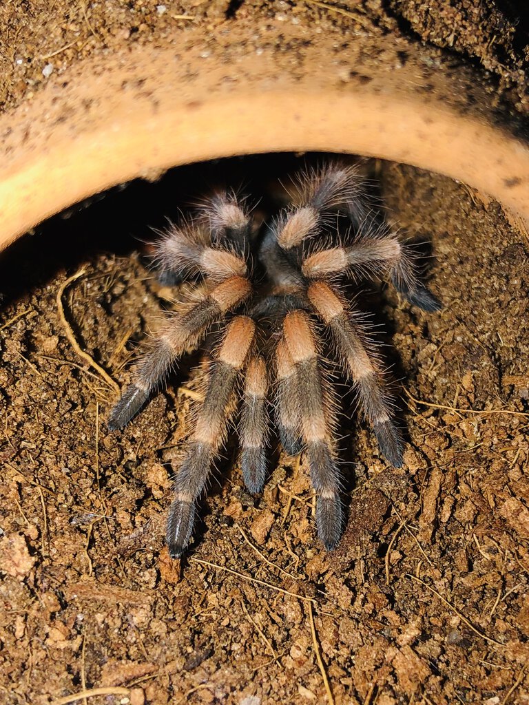 Freshly molted B. hamorii