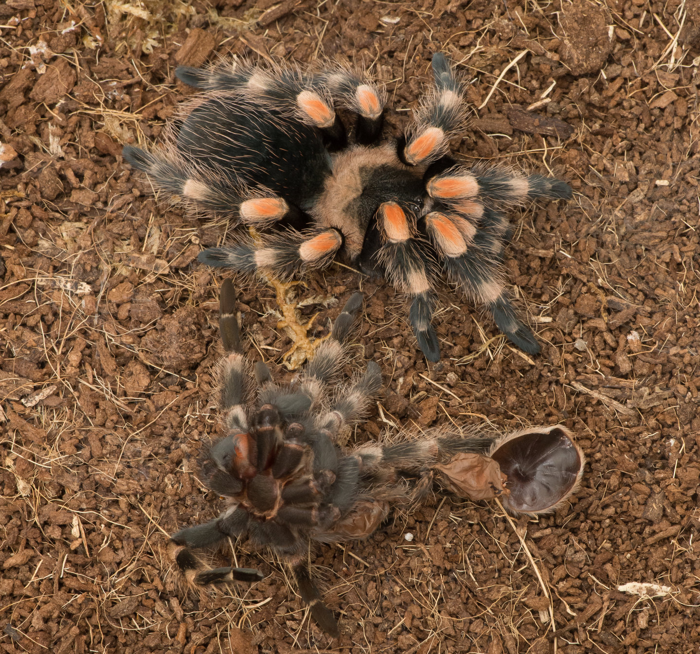 freshly molted B. smithi