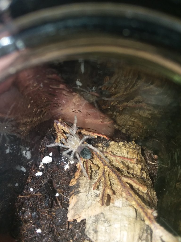 Freshly molted Boehmei