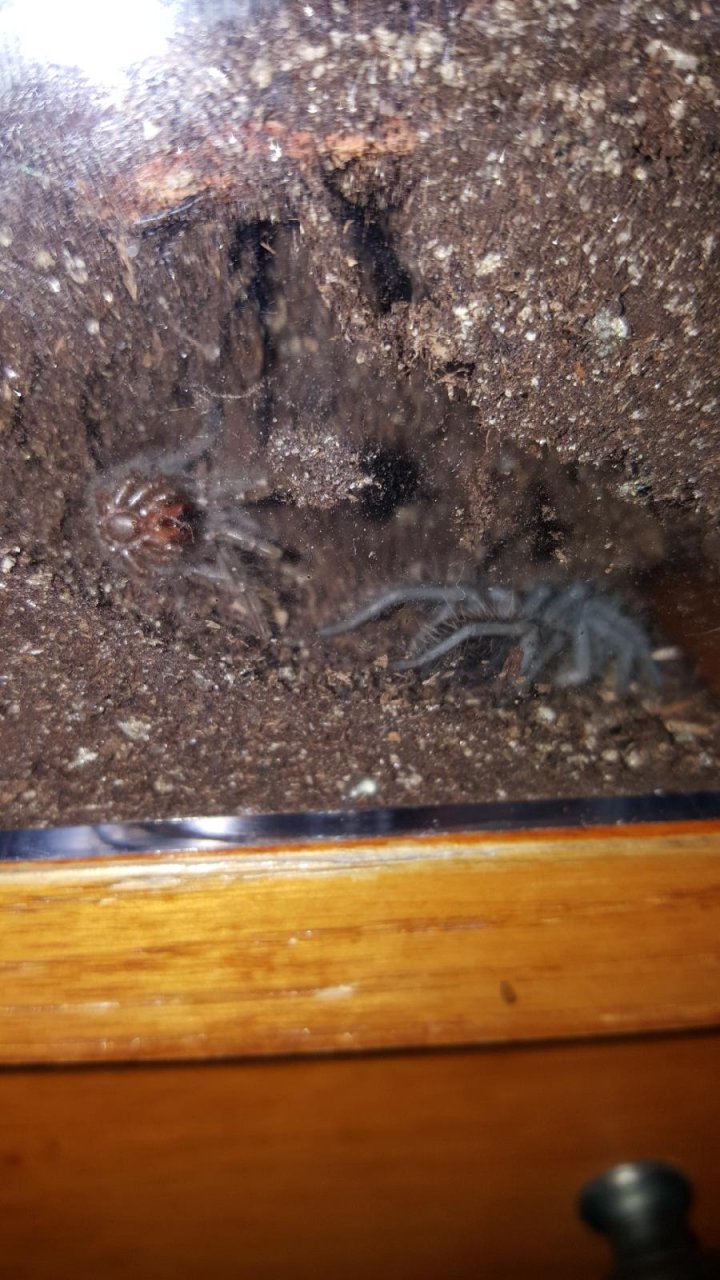 Freshly molted brachypelma albopilosum sling.