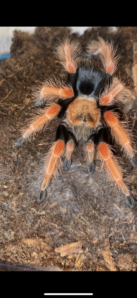 Freshly molted Brachypelma boehmei