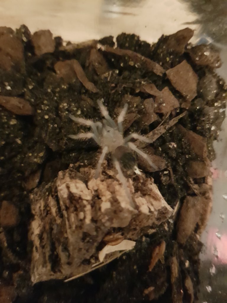 Freshly molted Brachypelma hamorii