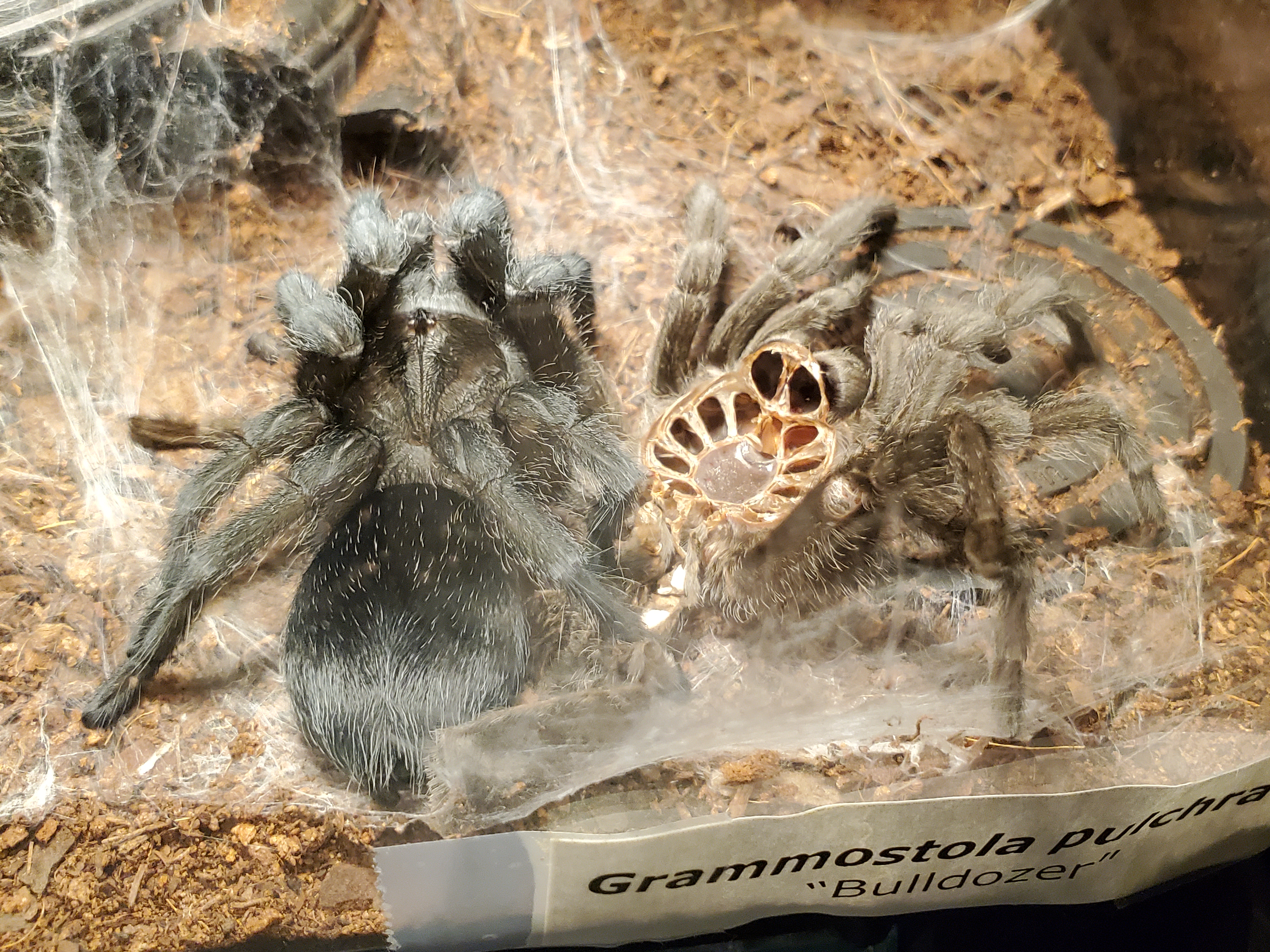 Freshly Molted Bulldozer (♀ Grammostola pulchra 4") [1/2]