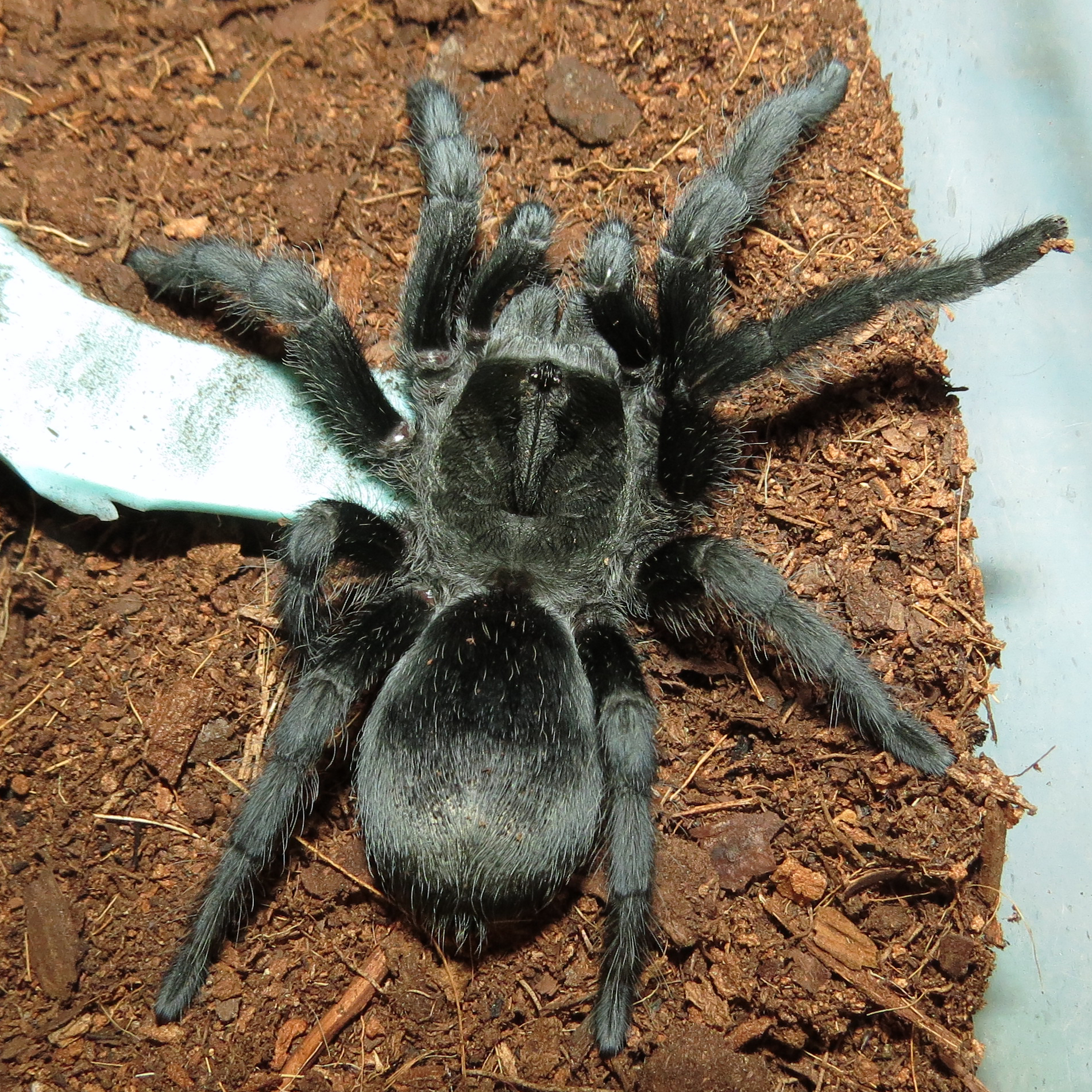 Freshly Molted Bulldozer (♀ Grammostola pulchra 4")