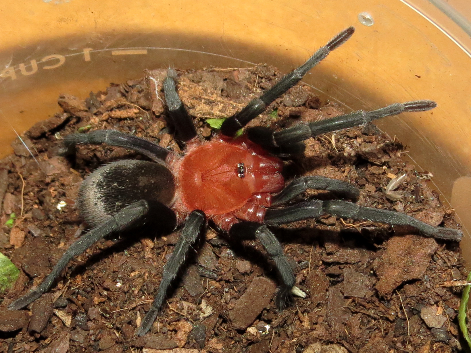 Freshly Molted Bumba horrida (♂ 2.25"+) [1/2]