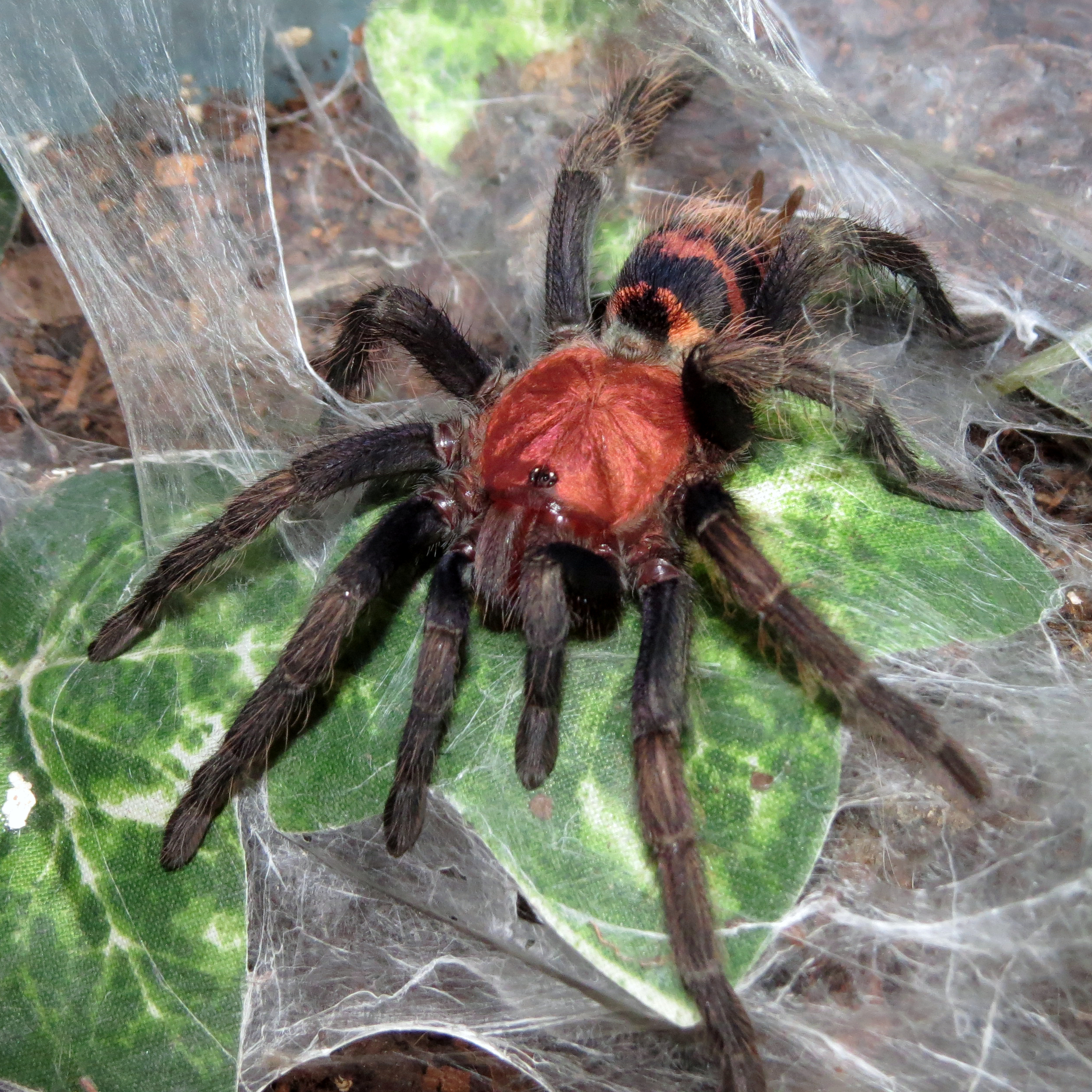 Freshly Molted Bumblebutt (♀ Davus pentaloris 3")