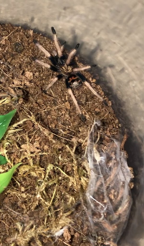 freshly molted C. cyaneopubescens sling