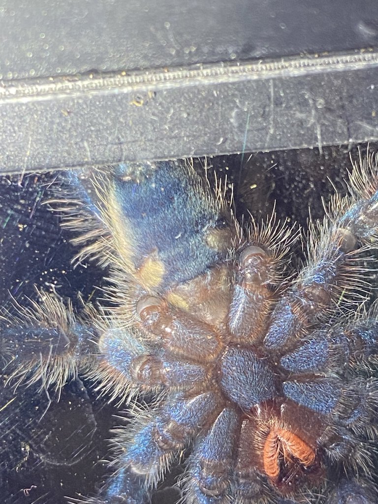 Freshly molted C. versicolor