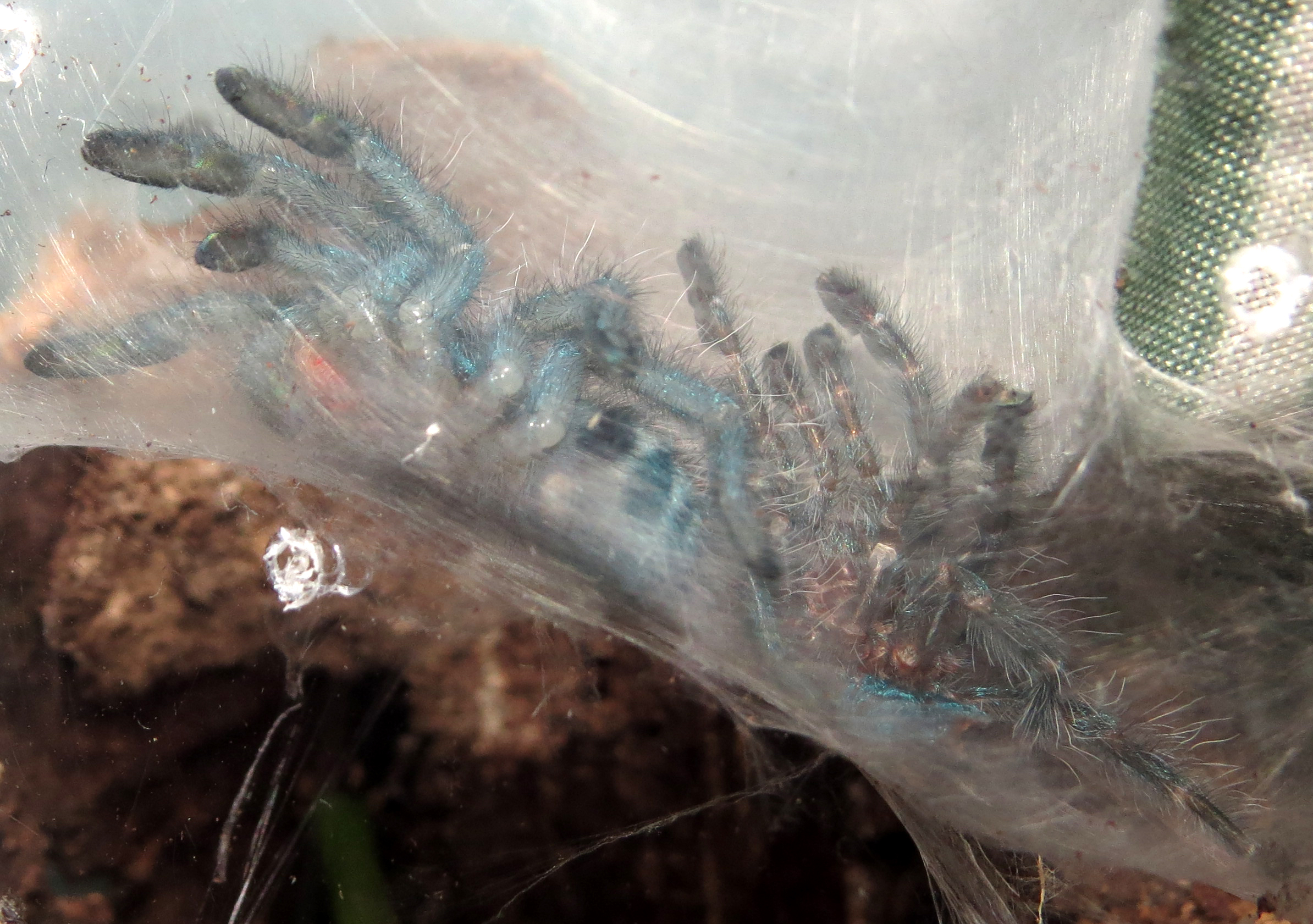 Freshly Molted Caribena versicolor (1.5") [1/2]