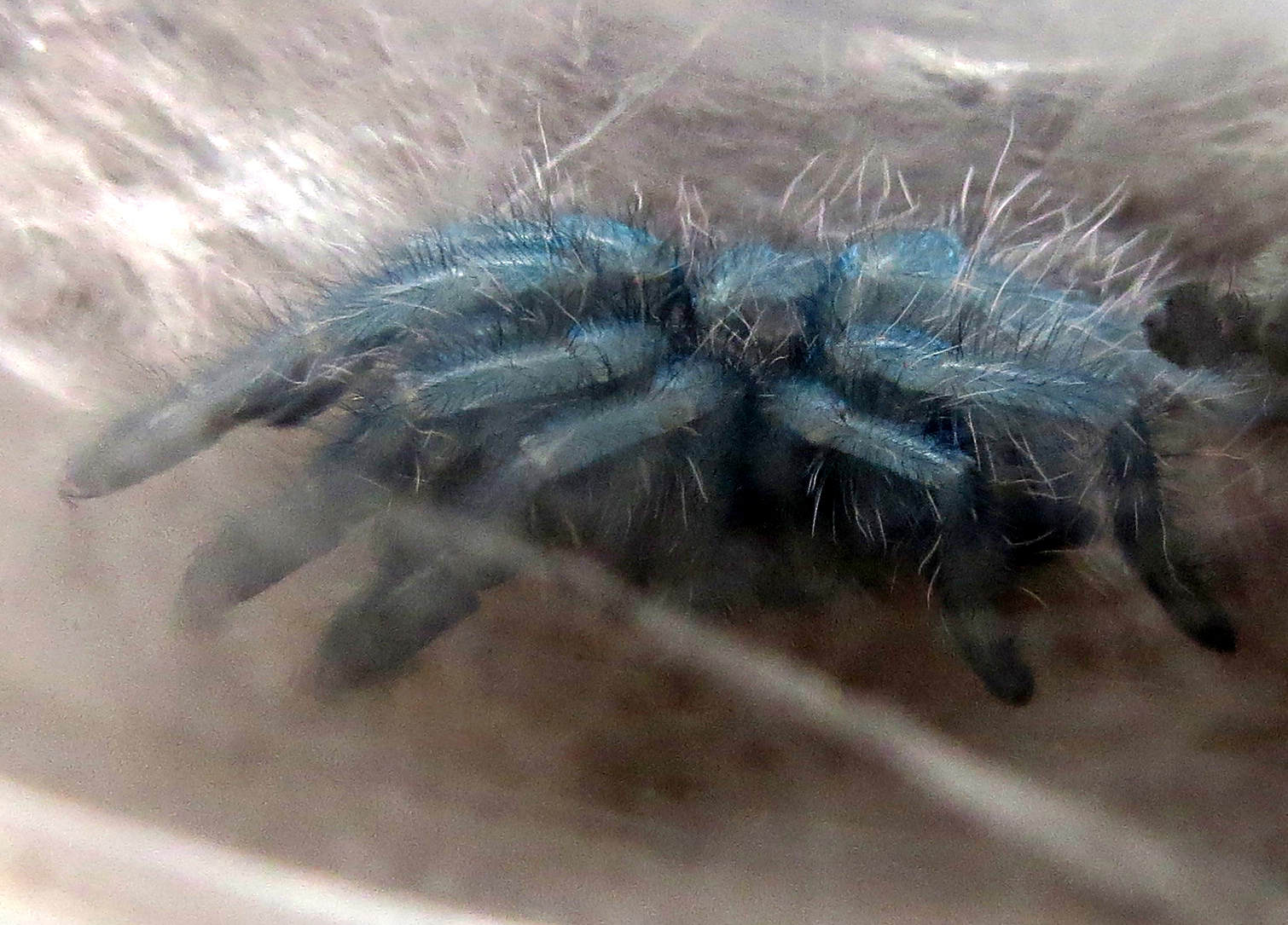 Freshly Molted Caribena versicolor (1.5") [2/2]