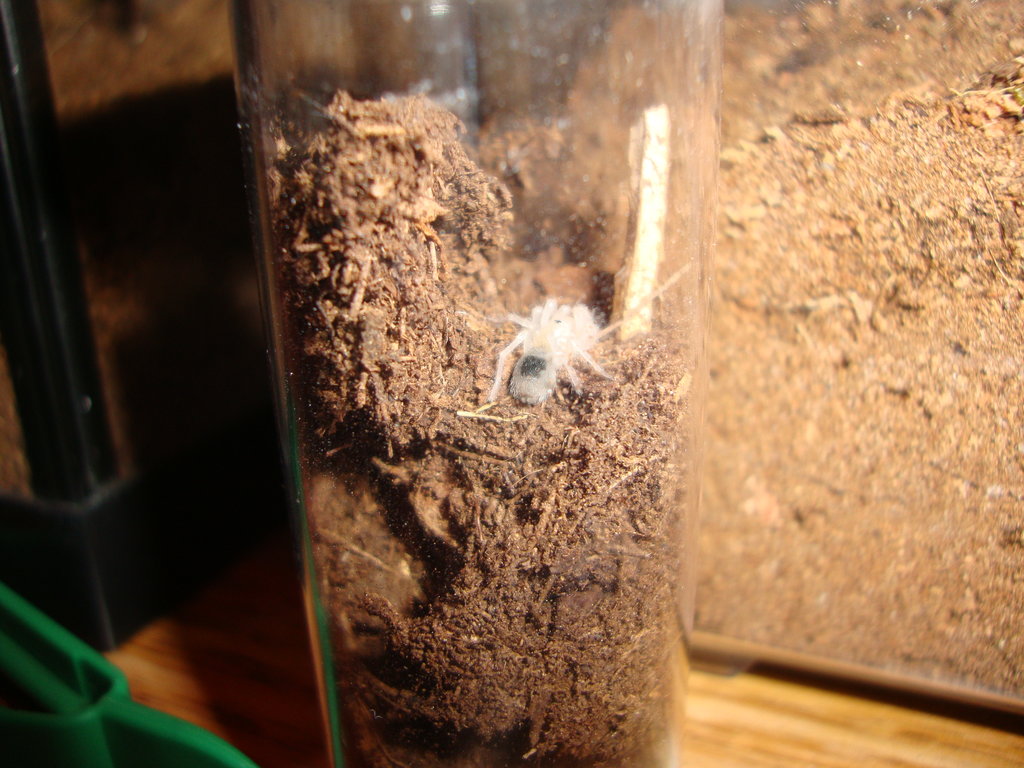 Freshly molted Euathlus sp. red sling