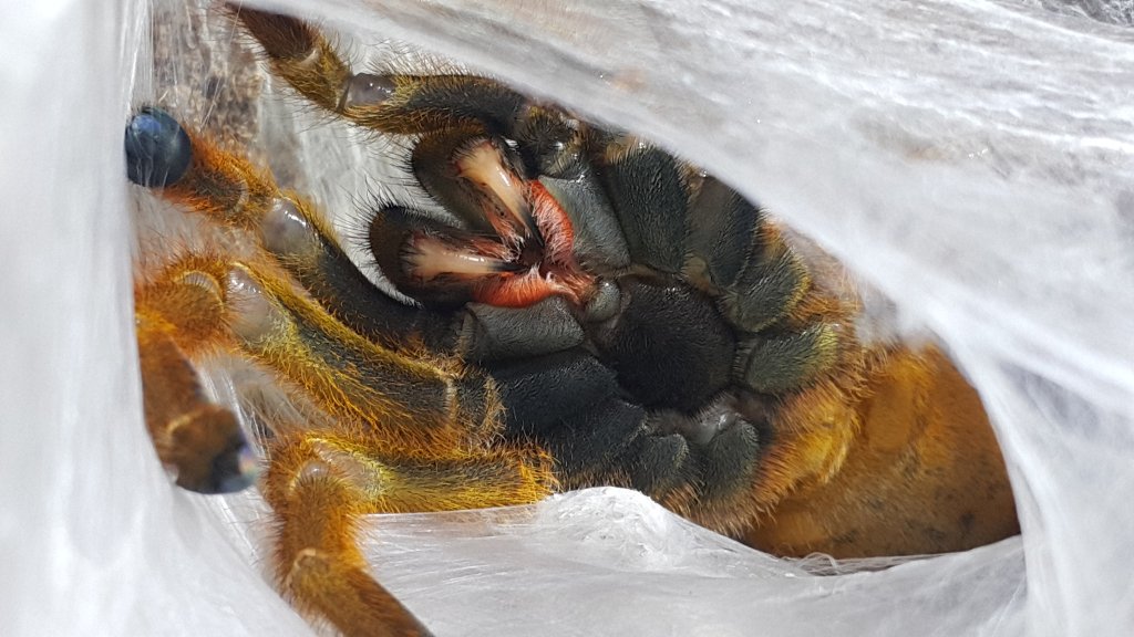 Freshly molted fangs