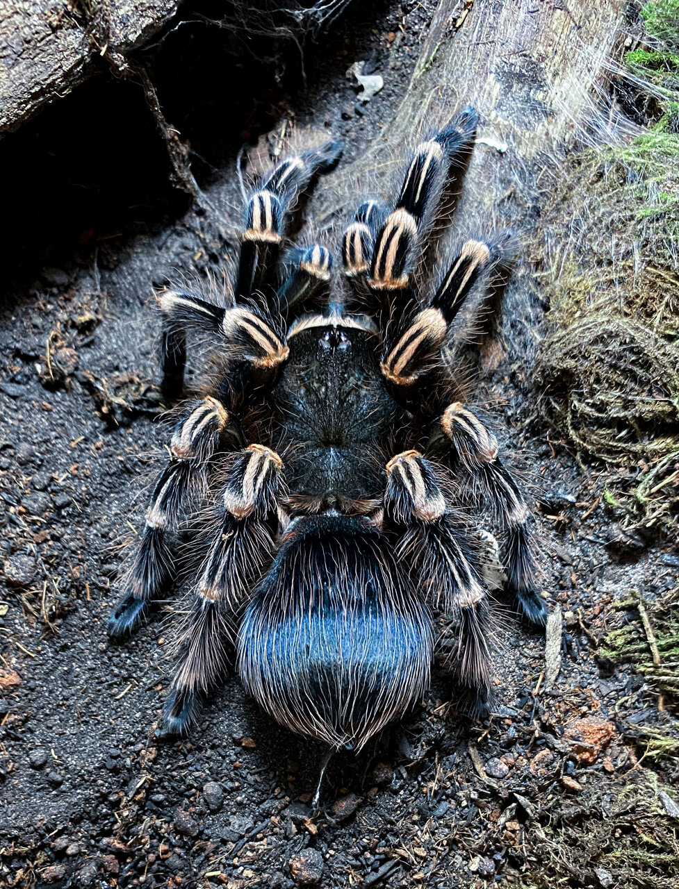 Freshly molted female A. geniculata