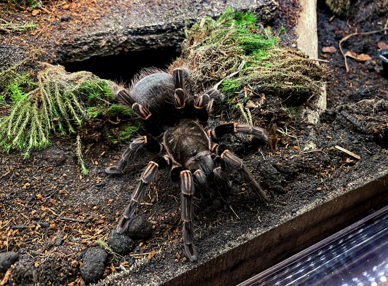 Freshly molted female V. australis