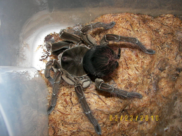 freshly molted female