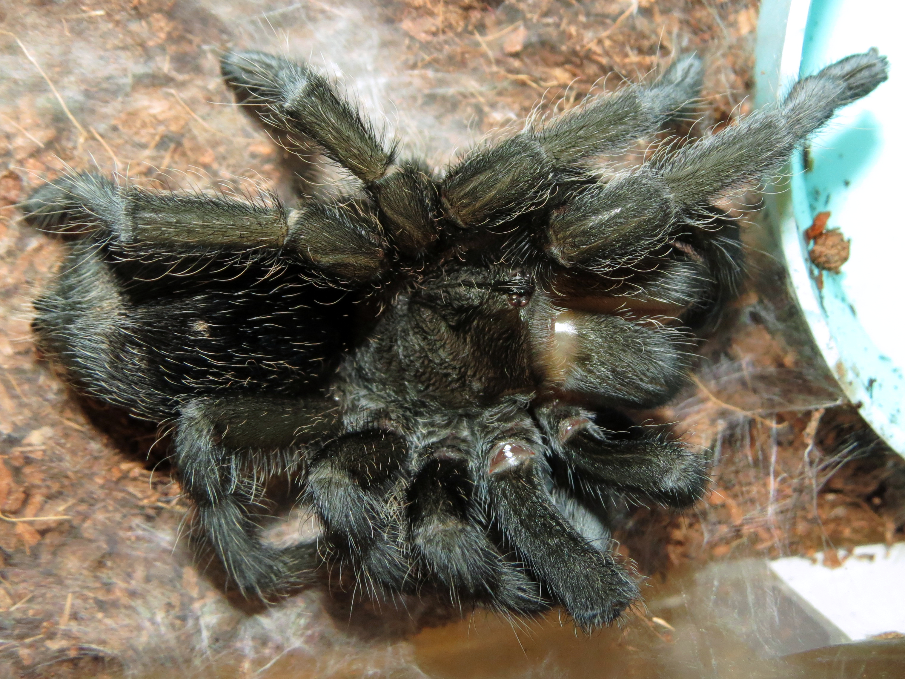 Freshly Molted Flash (♀ Grammostola pulchra 4") [2/2]