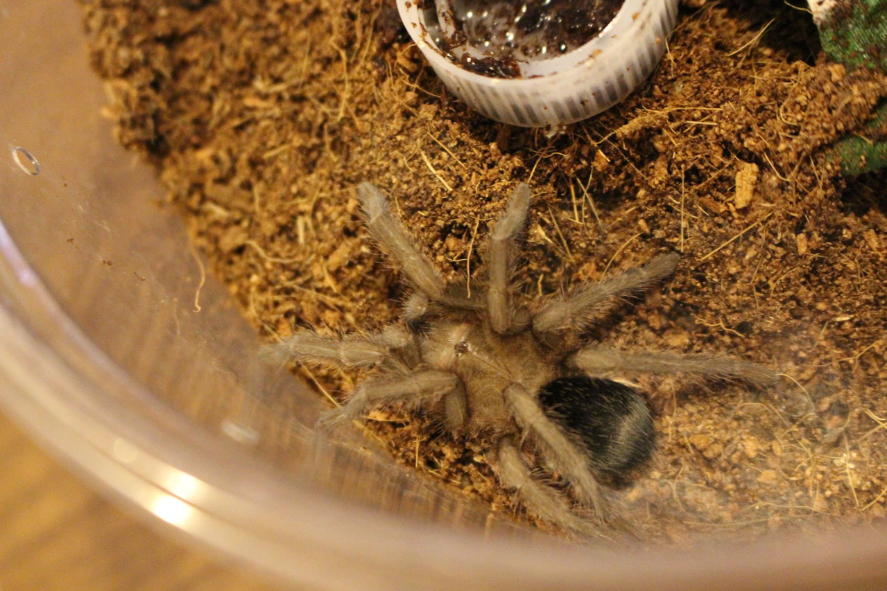 Freshly molted G. pulchra