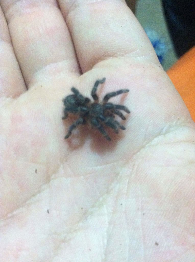 Freshly molted G. pulchripes