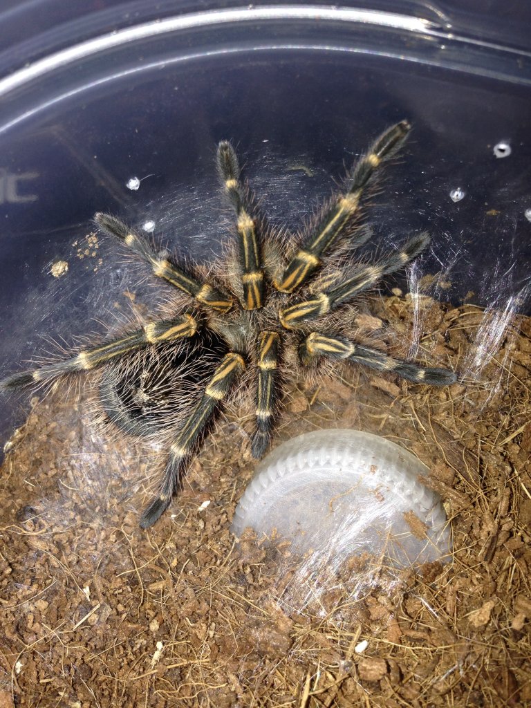 Freshly Molted G. pulchripes