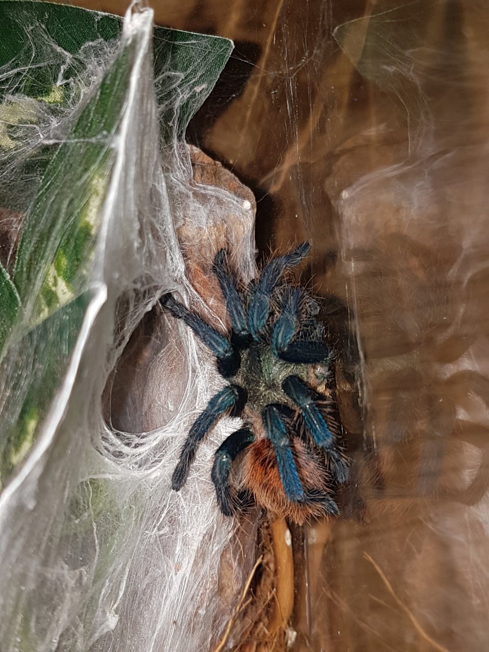 Freshly molted GBB