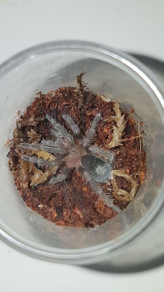 Freshly molted Gr. pulchra