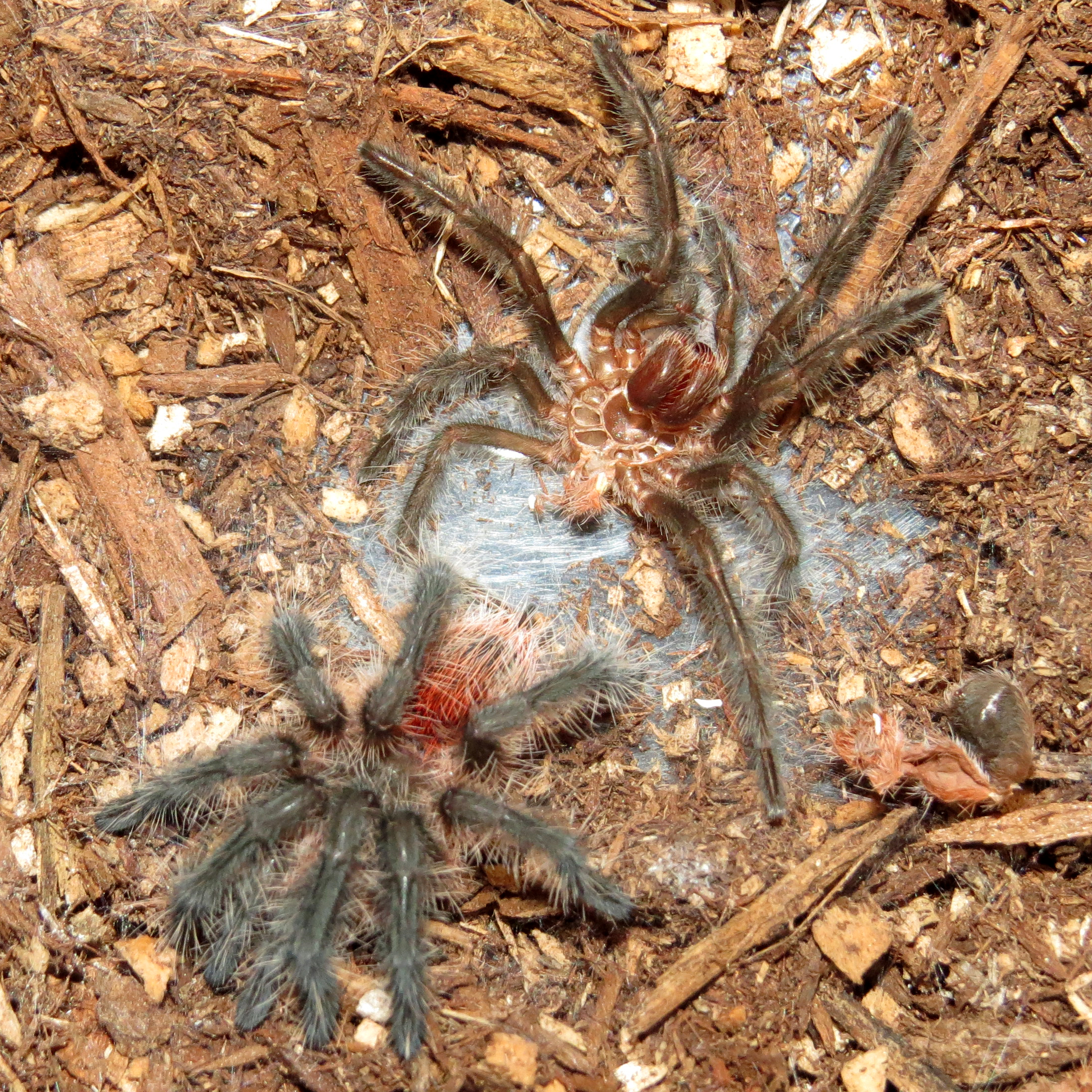 Freshly Molted Grammostola actaeon (2")