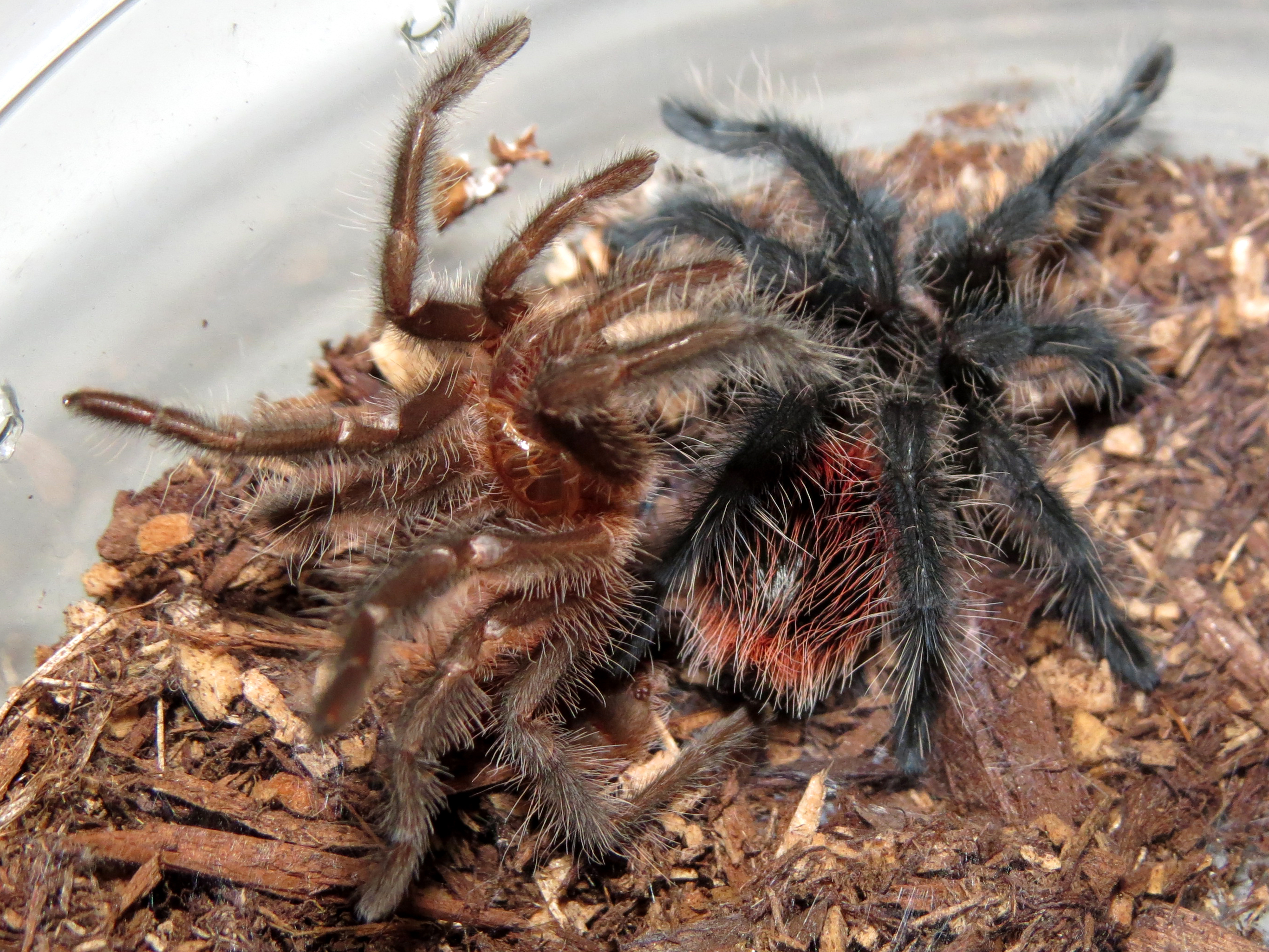 Freshly Molted Grammostola actaeon (>2")