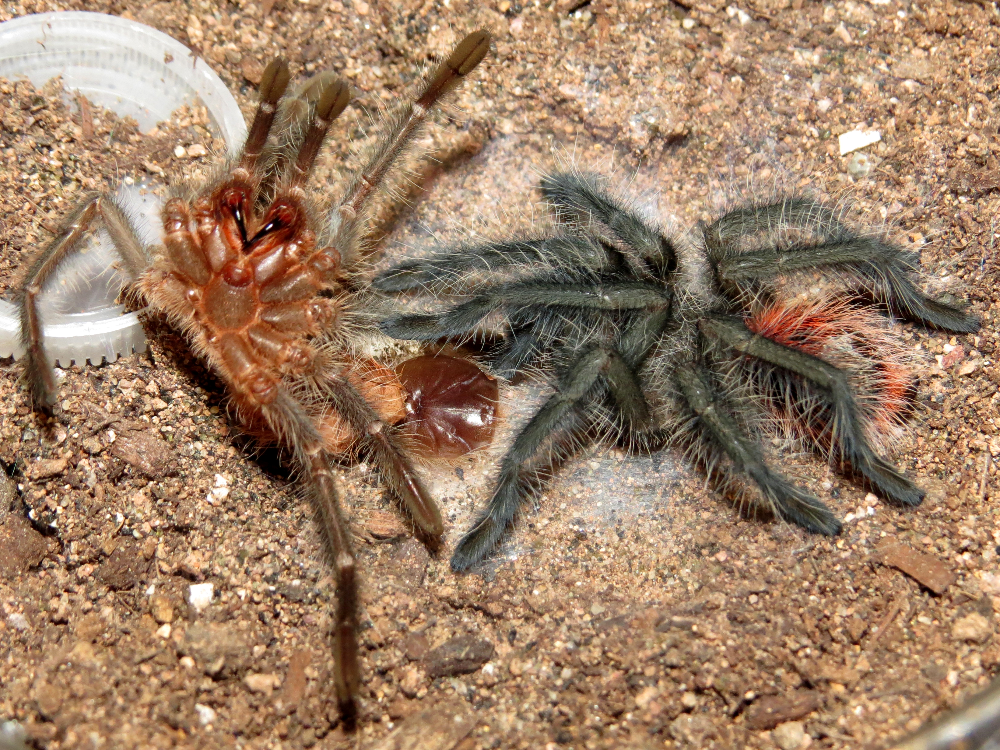 Freshly Molted Grammostola iheringi (♂ 3")