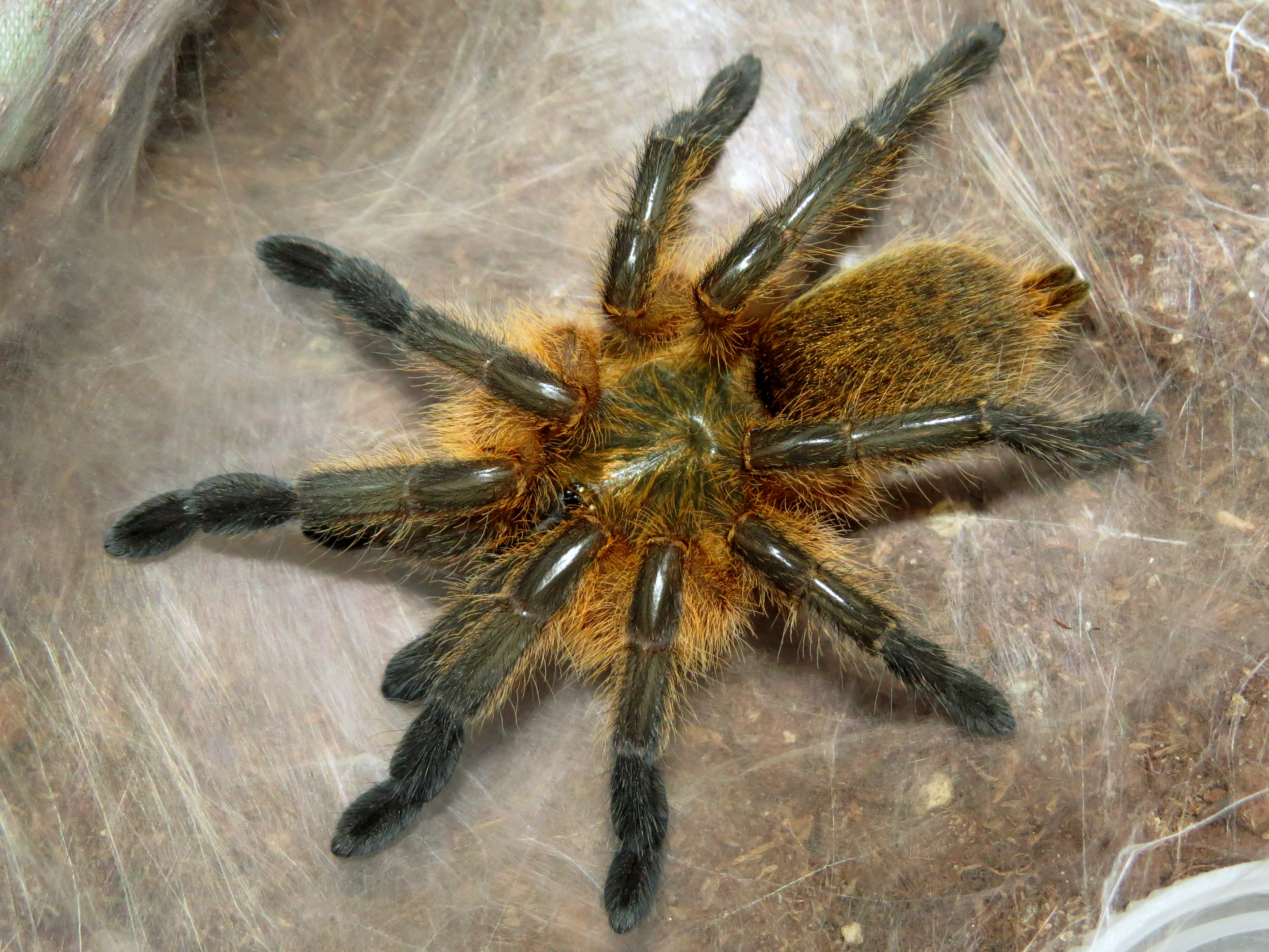 Freshly Molted Harpactira pulchripes (♀ 2.5")