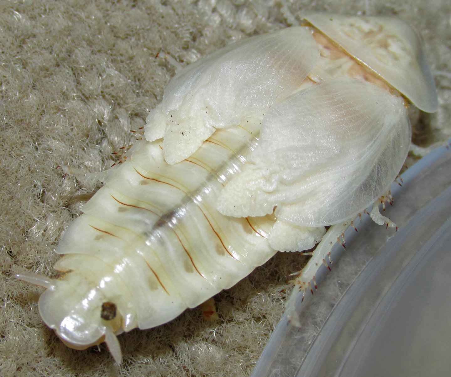 Freshly molted male B. dubia