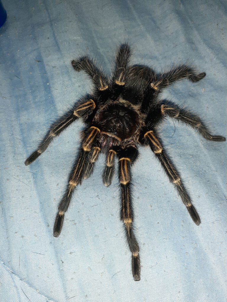 Freshly Molted Male Grammostola Pulchripes