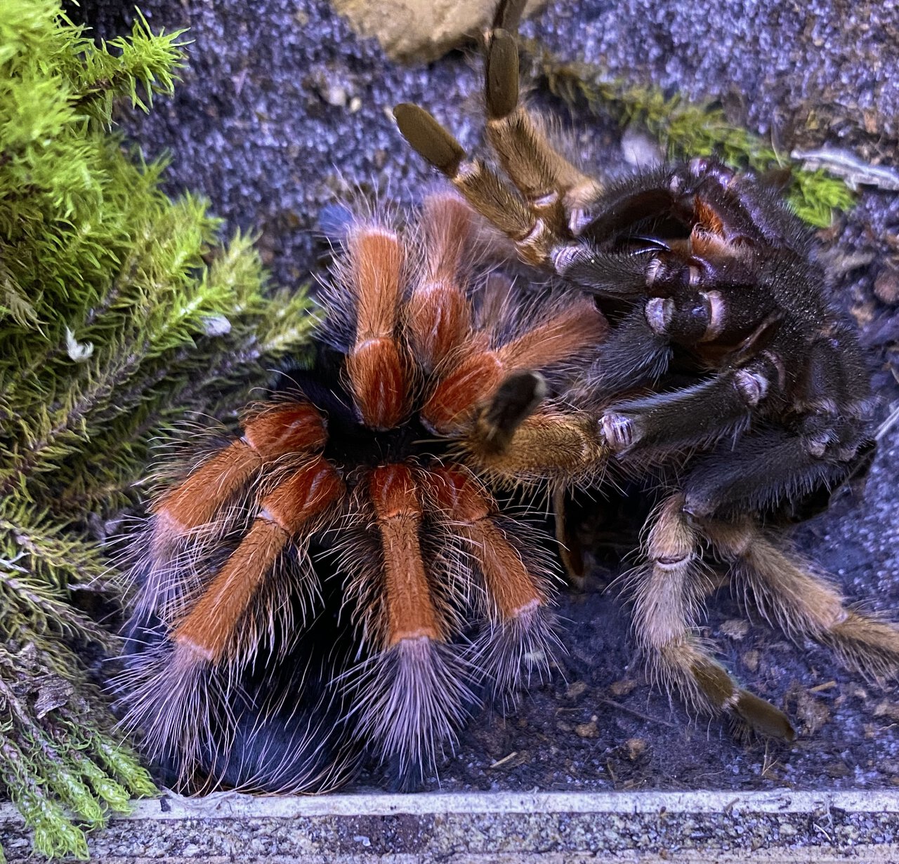 Freshly molted male juvenile B. boehmei.