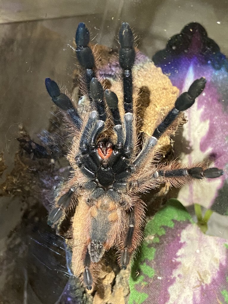 Freshly Molted P. Gigas Juvenile, Male or Female