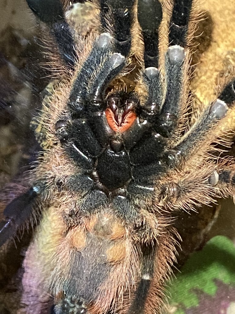 Freshly Molted P. Gigas Juvenile, Male or Female